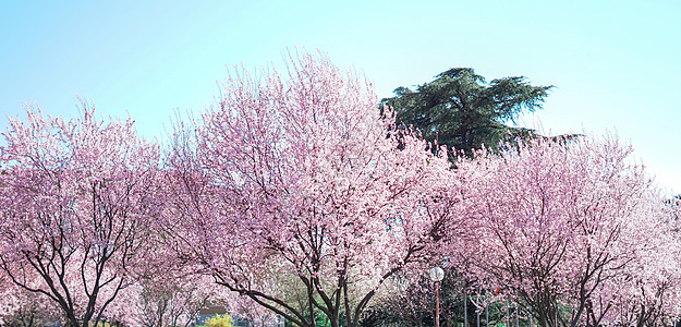 西班牙大学马德里康普顿斯大学三月樱花盛放远景背景