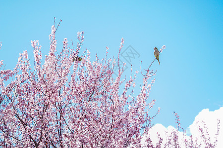 三月马德里康普顿斯大学樱花盛放，鹦鹉压枝图片