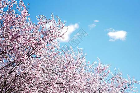 三月马德里康普顿斯大学樱花花丛背景图片