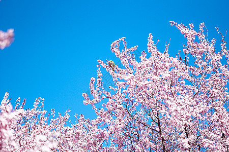 三月康普顿斯大学樱花景观图片