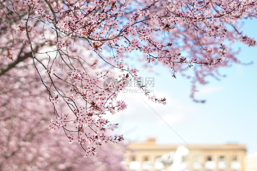 ‘~三月康普顿斯大学樱花教学楼景观  ~’ 的图片