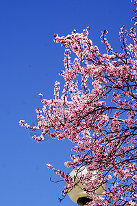 三月康普顿斯大学樱花路灯景观图片