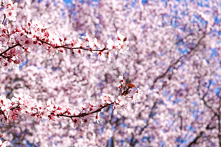 三月康普顿斯大学樱花花丛背景图片