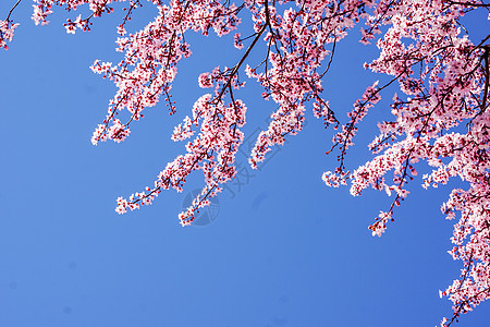 三月马德里康普顿斯大学樱花图片