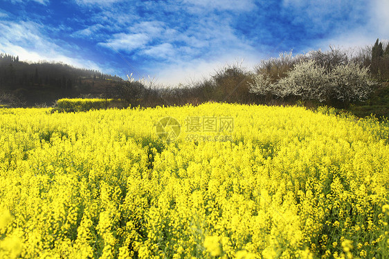 油菜花花海花田乡野风光图片