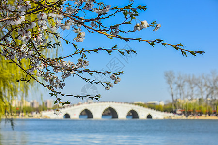 北京春天盛开的樱花高清图片