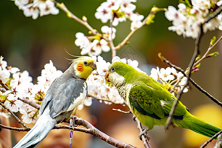樱花与鹦鹉公园遛鸟高清图片
