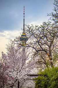 中央电视塔与樱花图片