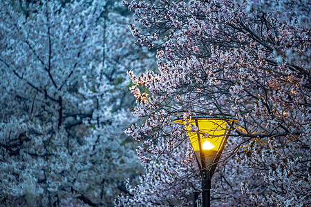 北京夜晚的樱花图片