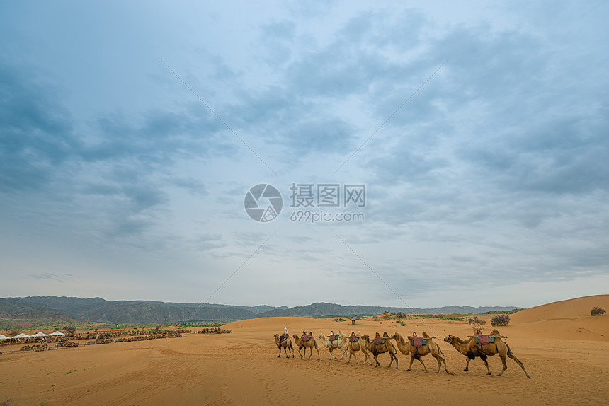 宁夏沙坡头沙漠驼队图片