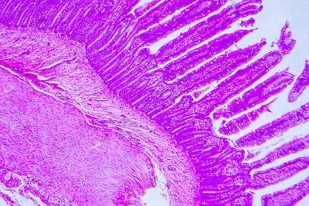 小肠细胞基因 研究高清图片