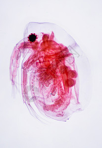 微生物图片 微生物图片大全 微生物背景图片 微生物图片 微生物图片大全 微生物背景图片
