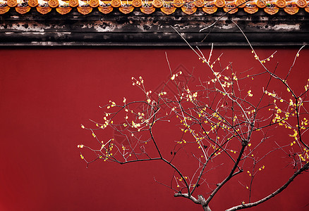 南京明孝陵红墙与春天的腊梅背景图片