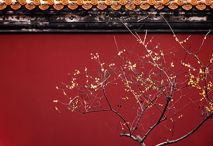南京明孝陵红墙与春天的腊梅图片