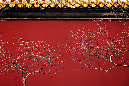 南京明孝陵红墙与春天的腊梅高清图片