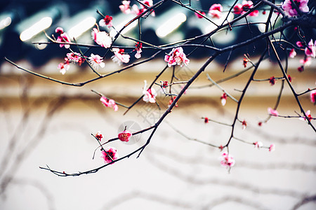 南京春天的梅花背景