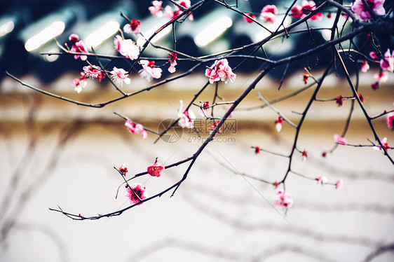 南京春天的梅花图片