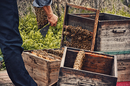 乡村农家传统手工劳动养蜂图片