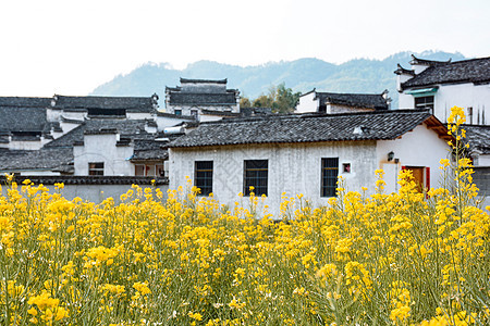 春天乡村野外盛开的花和传统徽派建筑图片