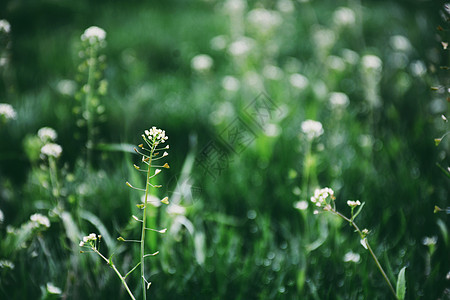 春天野外春天阳光下盛开的小花与绿色植物背景