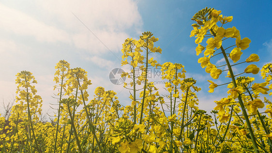 盛开的油菜花图片