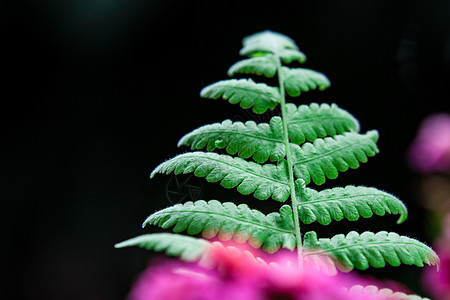 蕨类植物叶子高清图片