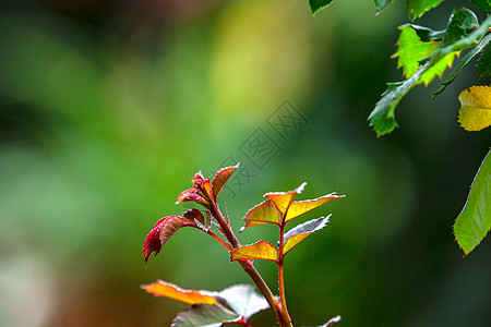 春天植物萌芽发芽图片