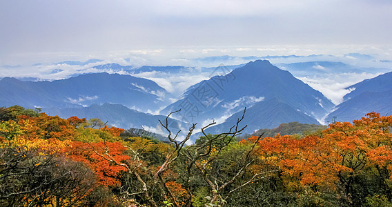 梵净山下秋色背景图片