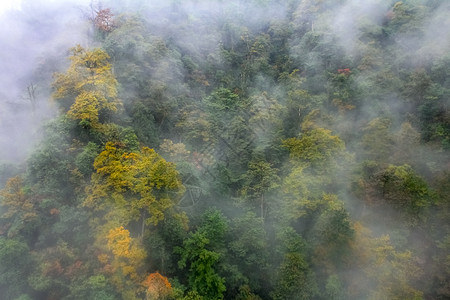 林中雨雾图片