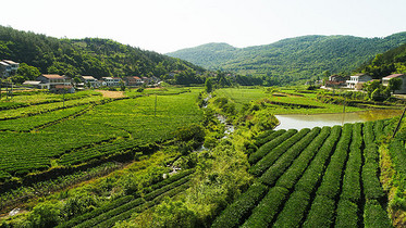 澧县乡村茶园图片