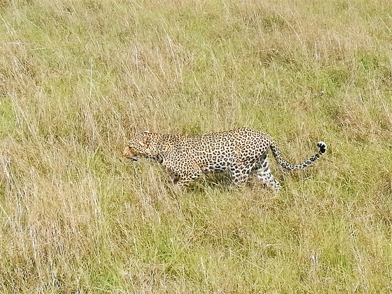 非洲肯尼马赛马拉自然保护区的猎豹图片
