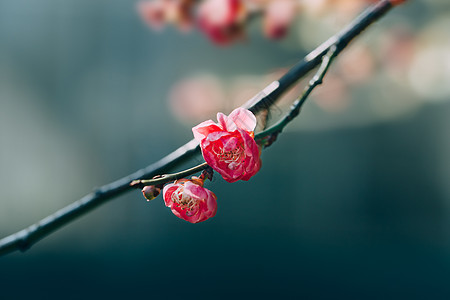 腊梅花开梅花开背景