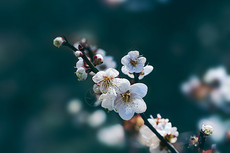 古风素材梅花白色梅花暗调背景