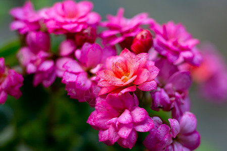 长寿花微距花卉特写图片