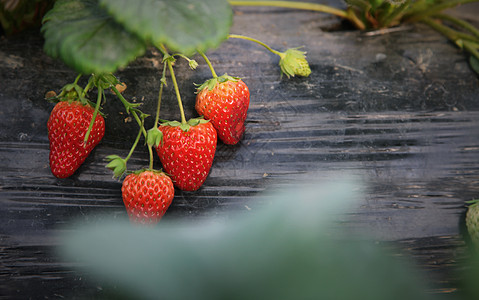 美味鲜红的草莓图片