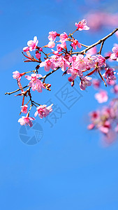 冬樱花云南无量山樱花谷的樱花背景