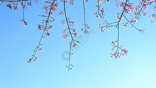 云南无量山樱花谷的樱花图片