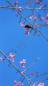冬芽云南无量山樱花谷的樱花和小鸟背景