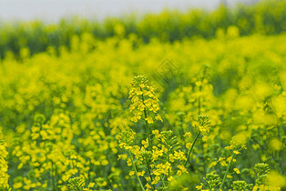 春天黄色的油菜花田图片
