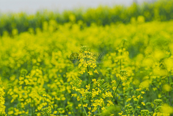 春天黄色的油菜花田图片