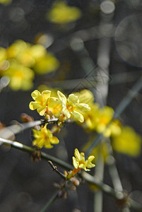 春天黄色的小花背景图片