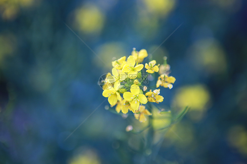春天黄色的小花图片