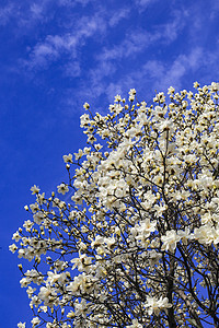 春天绽放的樱桃花图片