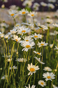 春天的雏菊小花背景图片