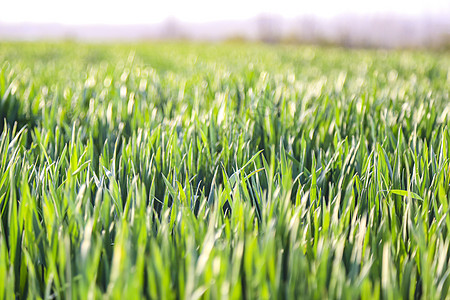 谷雨春天绿色的小麦背景