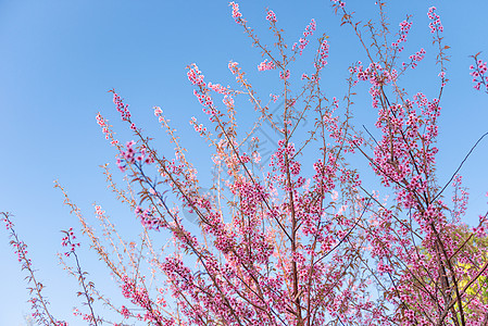 樱花图片