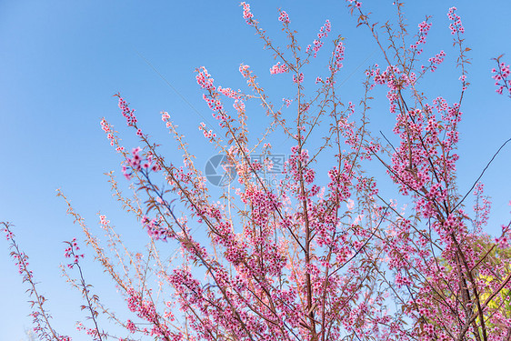 樱花图片