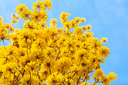 黄金风铃花背景图片