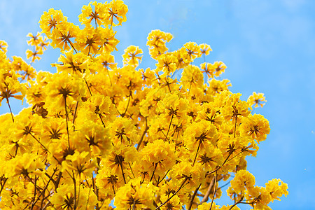 黄金风铃花图片