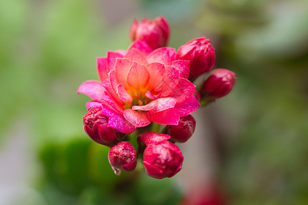 金色粉长寿花花卉特写微距背景